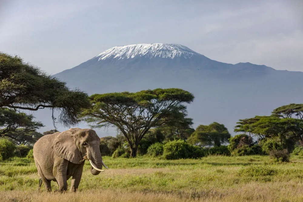 Elephant on plains in front of Mount Kilimanjaro